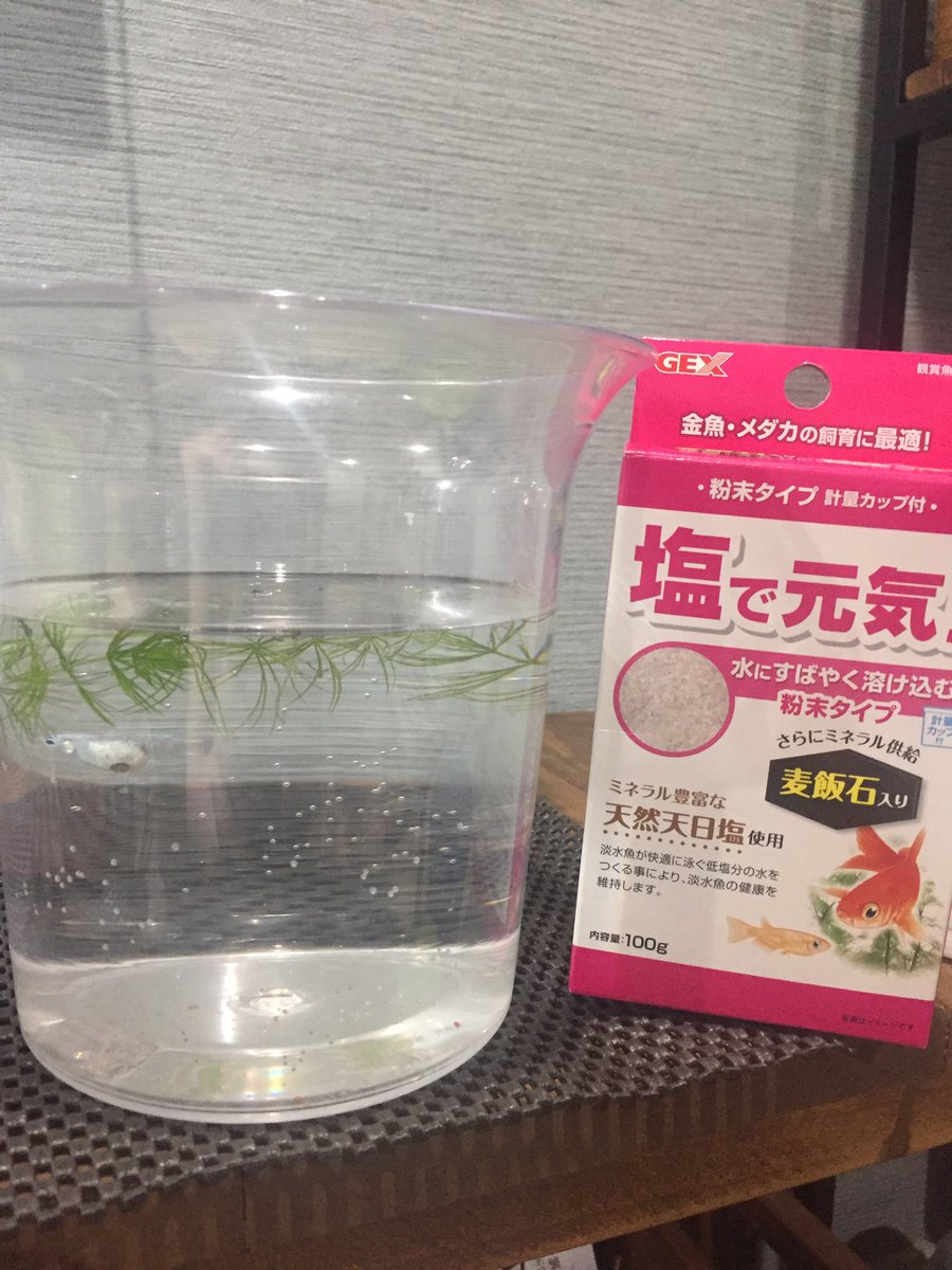 メダキャノン Aqpa 幹之メダカのお腹デップリちゃんが お腹を怪我して 白カビが発生 ネットで調べて 塩買ってきた 治療合ってるかな 幹之メダカ 白カビ メダカの病気