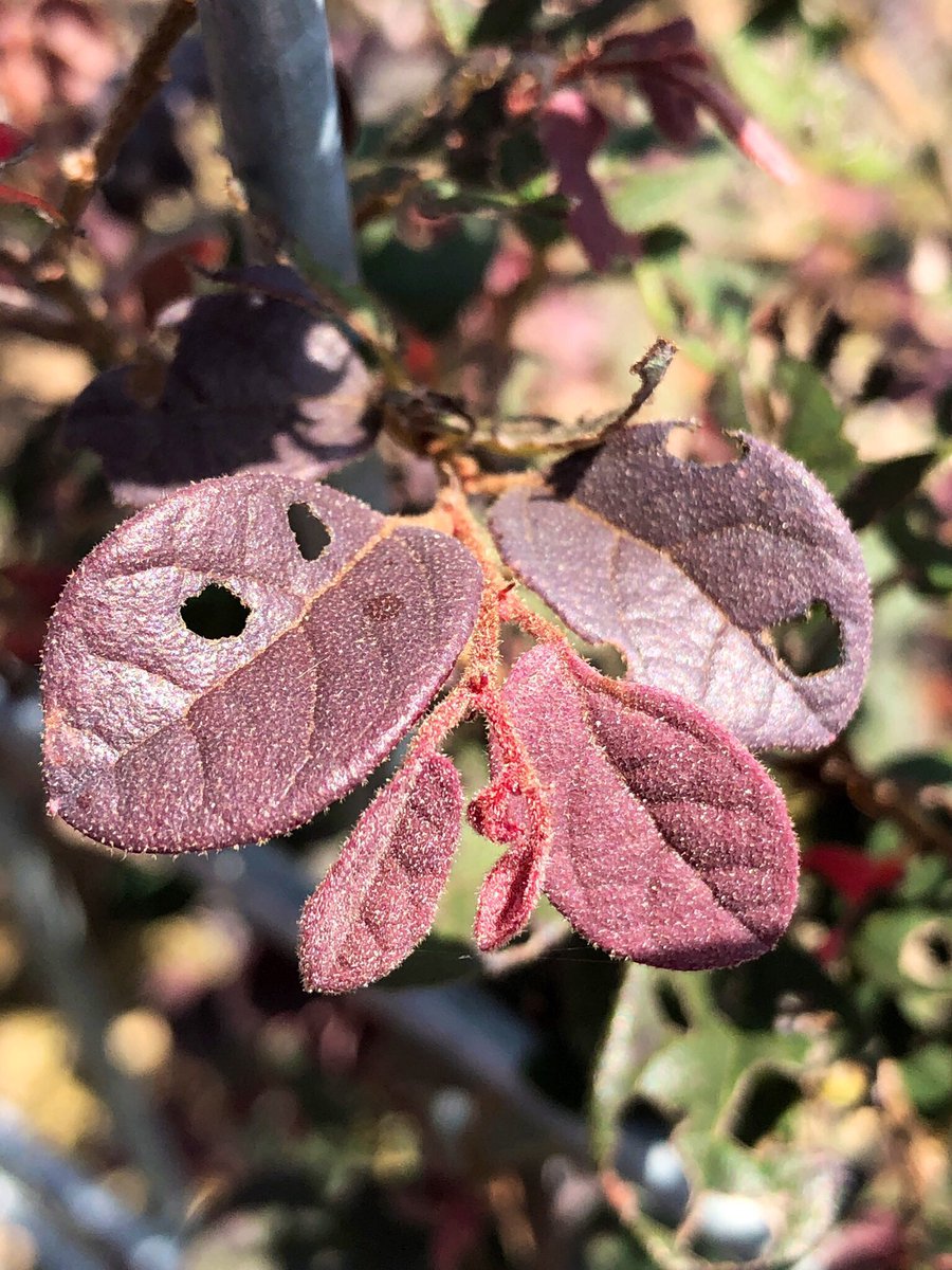 how many curriculum standards can we target in a #handson engagement? Ss went on a shapes hunt w/ <a href="/stevekatz/">Steve Katz</a> discussing shape attributes, finding details in a big picture, and capturing photographs using zoom &amp; focus... all while enjoying the benefits of fresh air! #isklproud