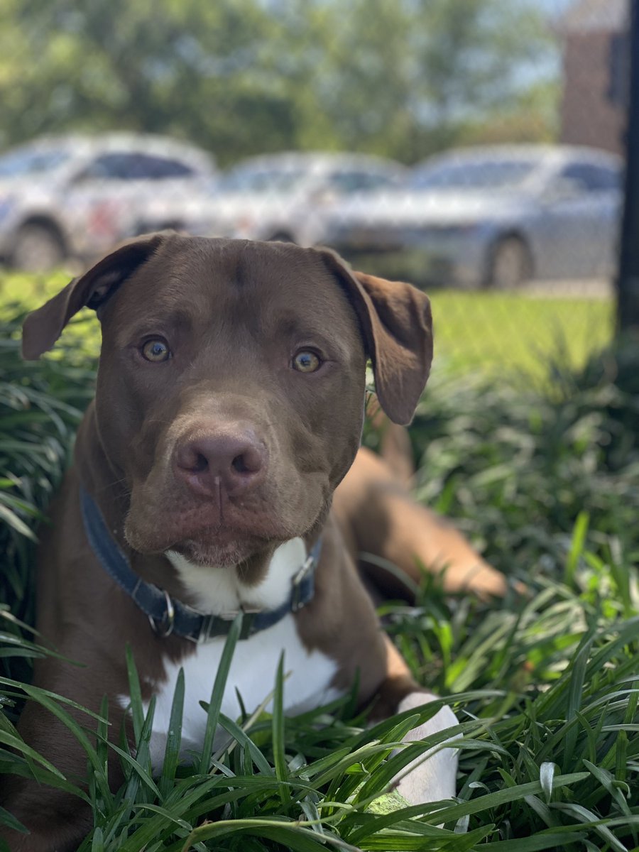 shanejvhopkins's tweet photo. Been a whole year since you came into my life. Proud of the young man you have become. #DumpsterDog #Hemi https://t.co/hjeSu2S0JF