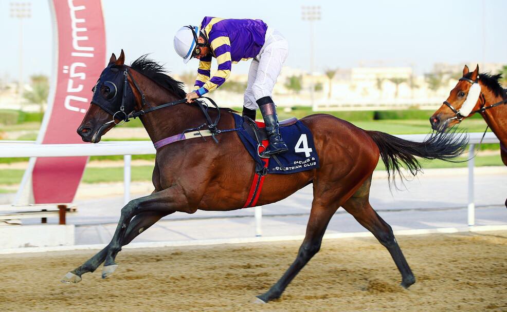 Nautical Mile(IRE) (1st) 🏆 17/4/2019 WINNING RACE 3  THOROUGHBRED HANDICAP (Class 5) AT AL RAYYAN PARK QATAR .... <a href="/q_rec/">نادي قطر للسباق والفروسية</a> 
Nautical Mile(IRE) (2015) gelding by Sir Prancealot (IRE) x Three Knots (Chineur) Congratulations to all connections 🏆👍 #alrayanpark #tattersalls <a href="/HoStud/">Tally-Ho Stud</a>