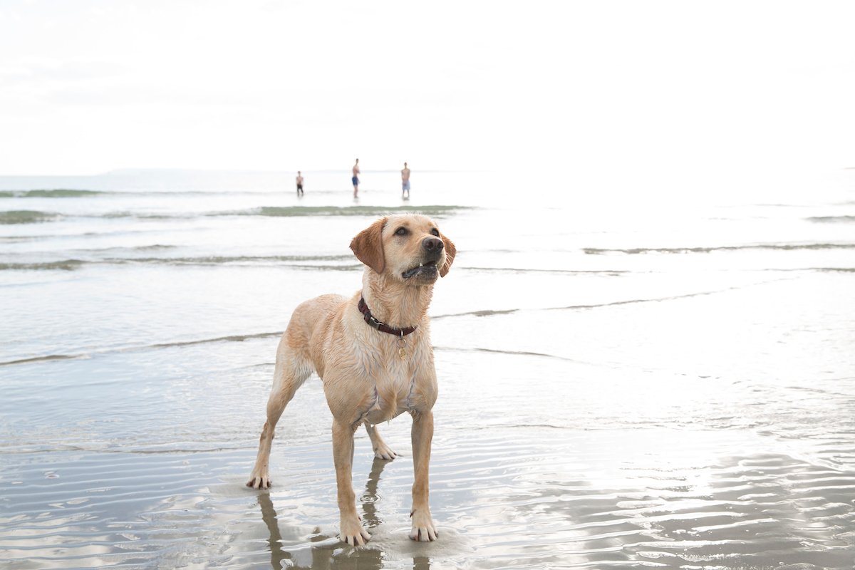 ExpSussex's tweet photo. Escape the crowds and spend a sunny afternoon at Climping Beach. Neighbouring Littlehampton and Bognor Regis, Climping is a quiet spot to enjoy the coast with your family. It’s dog-friendly too, so no one's left out! 🐶

https://t.co/ZIZUMMRNtE https://t.co/0V5rzoeU6Y