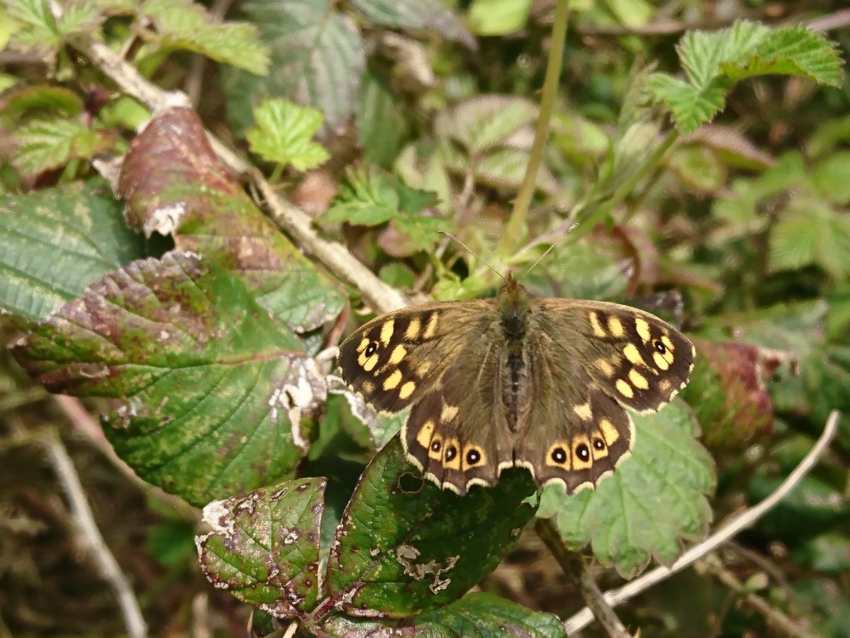 Sally_Morgan's tweet image. #butterflies around today, #orangetips, #smalltortoiseshell and #speckledwood #organic#farm #somerset plenty of them too so good so far