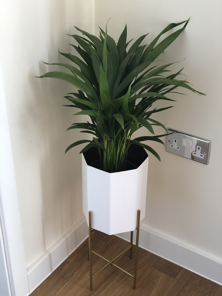 JanineJenkinson's tweet photo. Letβs just marvel at this lovely little planter β€οΈπ @riverisland #rihome https://t.co/iLuWitLo2b
