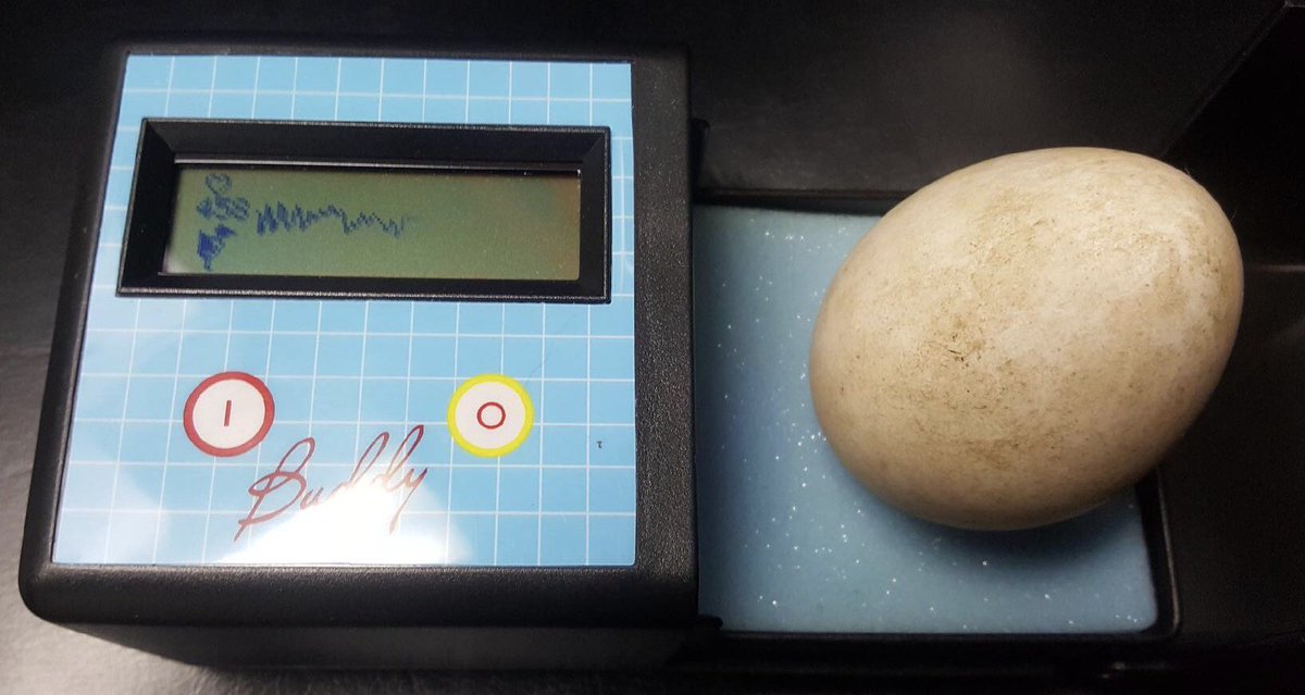hobbitsteeWR's tweet photo. With the help of @GuelphHumane we received these eggs. Sadly the sick mother #goose passed away prior to transport, but her eggs are safe. They all have an embryonic heart rate between 200-260 and will be hatched and raised with us and released when they are old enough #eggbuddy https://t.co/fOnESFHm2H