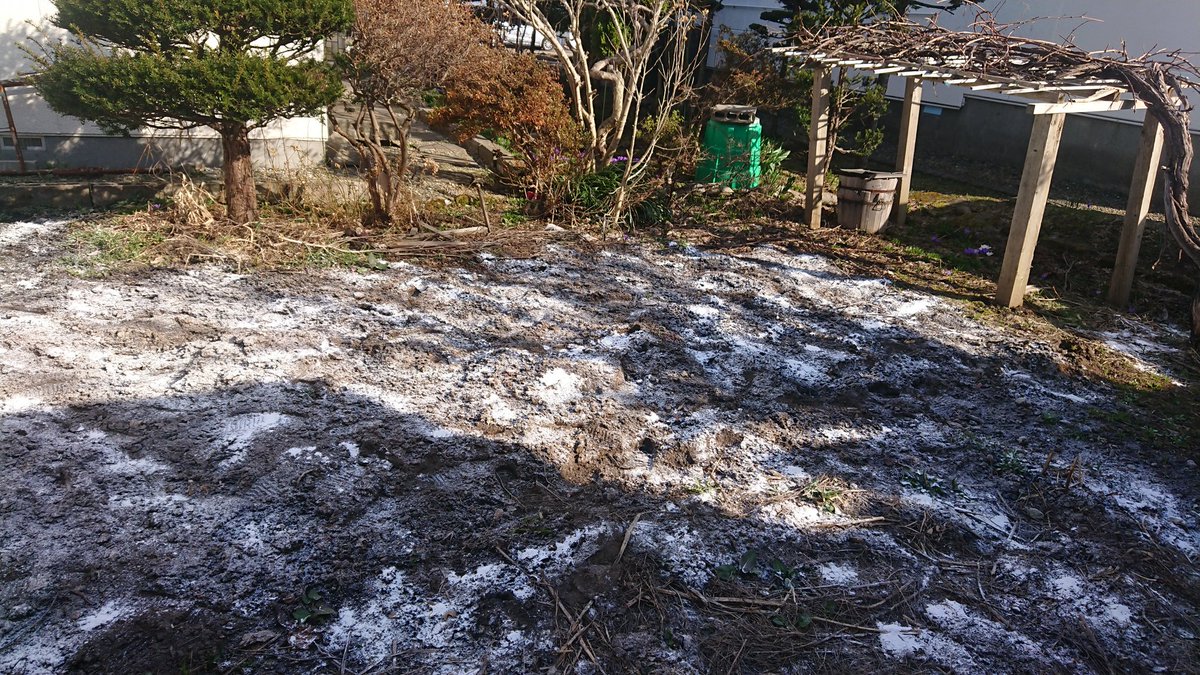 地域密着型特養ふる里えにわ 恵庭は今日も気温が上がり 花壇のチューリップも成長してきました 施設の畑に石灰を撒き 土作りを開始 野菜を育てるための準備です 5月頃にはアスパラの収穫