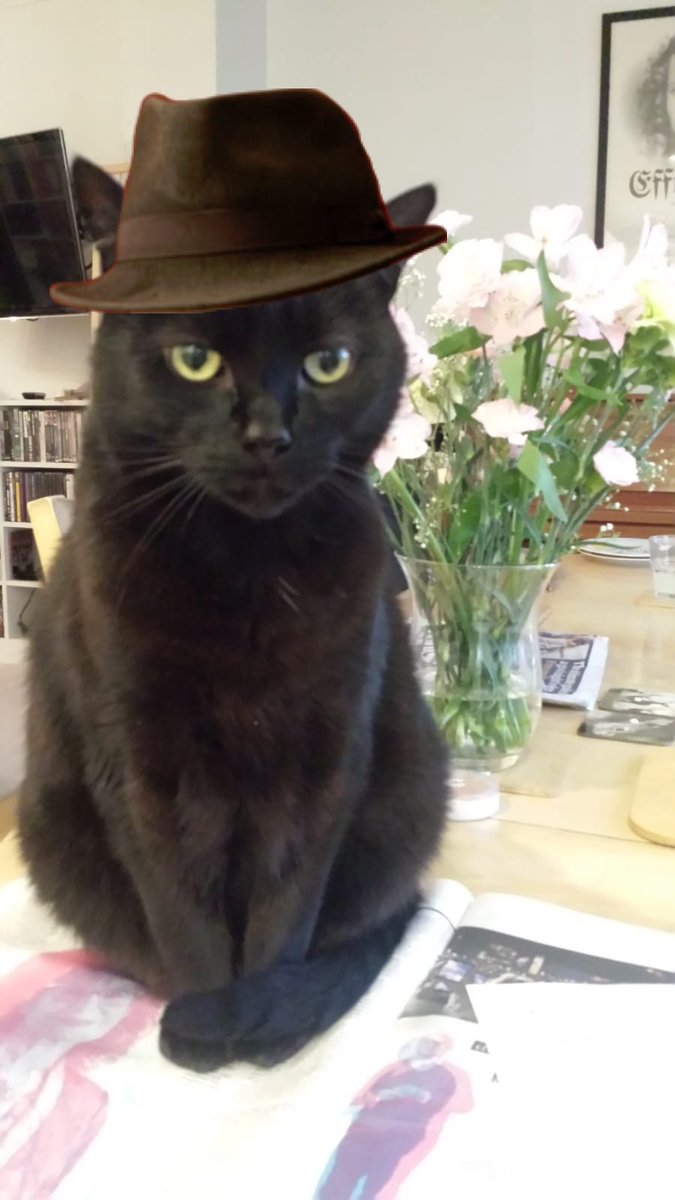 Pluto the Cat tweet media