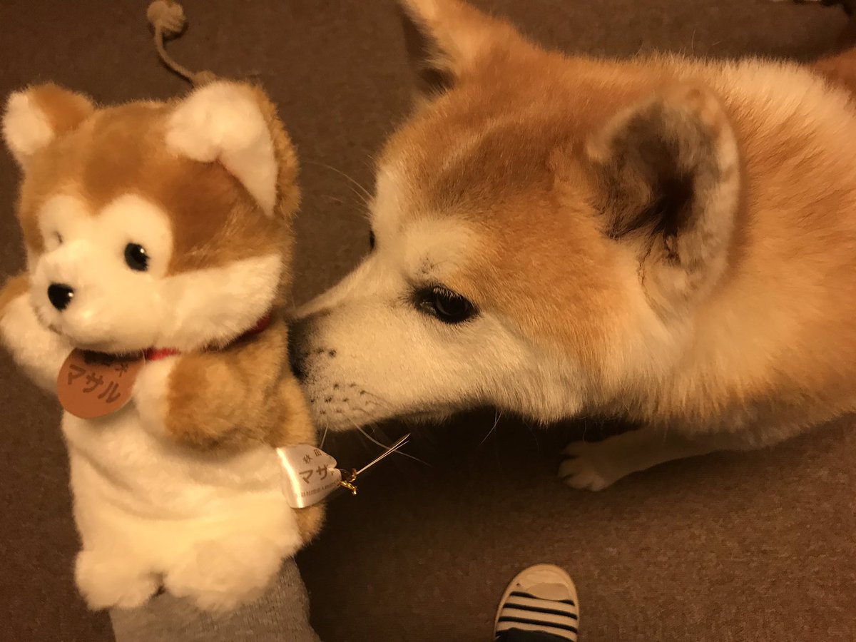 秋田犬の里 公式 お留守番してくれていた勝大にサプライズ マサルちゃんとの再会 とっても嬉しそう 勝大グッズもしっかり買って帰ってきた飼い主なのでした 勝大 Shodai マサル パペット 秋田犬の里 お土産コーナー お尻クンクン