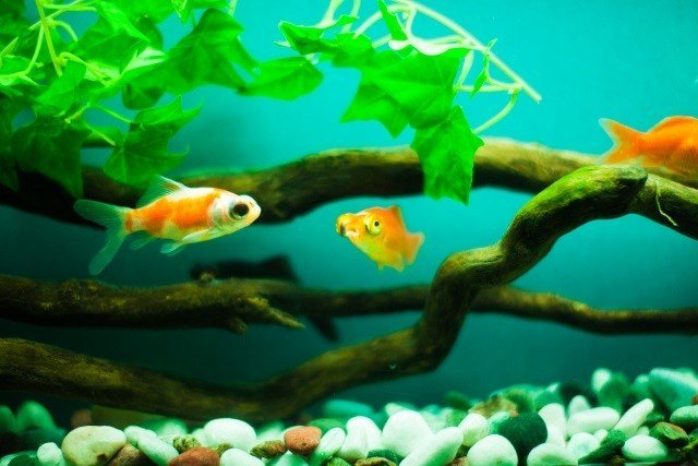 金魚life Life0800 Twitter 金魚life Life0800 Twitter