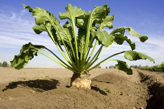 RoadSolutions's tweet photo. https://t.co/2fbsNbKYW8
Have you tried beet juice yet? Call us today to discuss the benefits that include operating costs savings! Make beet juice a part of your winter operations for winter 2019-20. (800)428-3266 #wegotthebeet https://t.co/qx6EF9pqHI