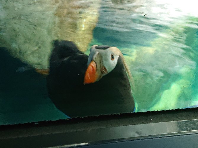 那須どうぶつ王国にいる #パフィン が、ちょっと困った顔してるけど