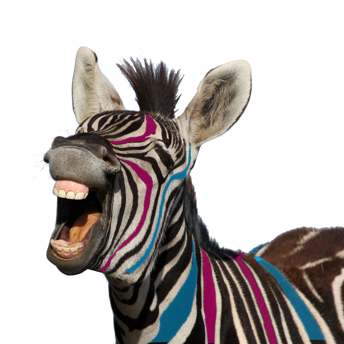 Zebra Colour Ltd. tweet media