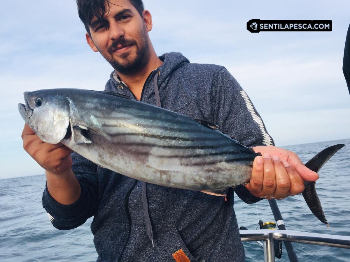 Sentilapesca's tweet photo. INFORMES | Seguimos a full con las salidas exclusivas a #limon, #anchoa y #bonito, con muy buenos resultados. Las primeras capturas se lograron pasado el mediodía, por eso la #tripulacion decidió volver muy tarde
.
#Aquafish #PescaEmbarcada #MardelPlata #Pescar #SentilaPesca https://t.co/CqN3tE1pgO