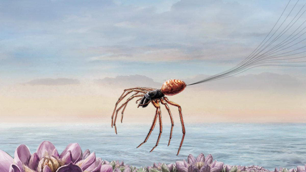 EdelOMahony's tweet photo. 'Recent research on flying spider species, however, provides some new clues as to how the Earth’s electric field might help them pull off this aerial feat.' - DAISY CHUNG

See how spiders ‘fly’ for hundreds of miles:
https://t.co/hrgqnjO5fd https://t.co/Pe8FxlZU30
