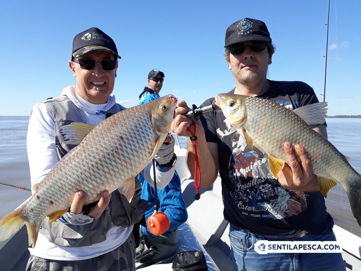 Sentilapesca's tweet photo. INFORMES #BERISSO | La idea era relevar el #pejerrey como como el viento era nulo, por la mañana decidimos hacer una parada en los palos, en 3 horas las #bogas nos comieron vivos, varios dobletes
.
#pescadeportiva #pescaembarcada #bogones #malecones #riodelaplata #sentilapesca https://t.co/H5D6xFXglk