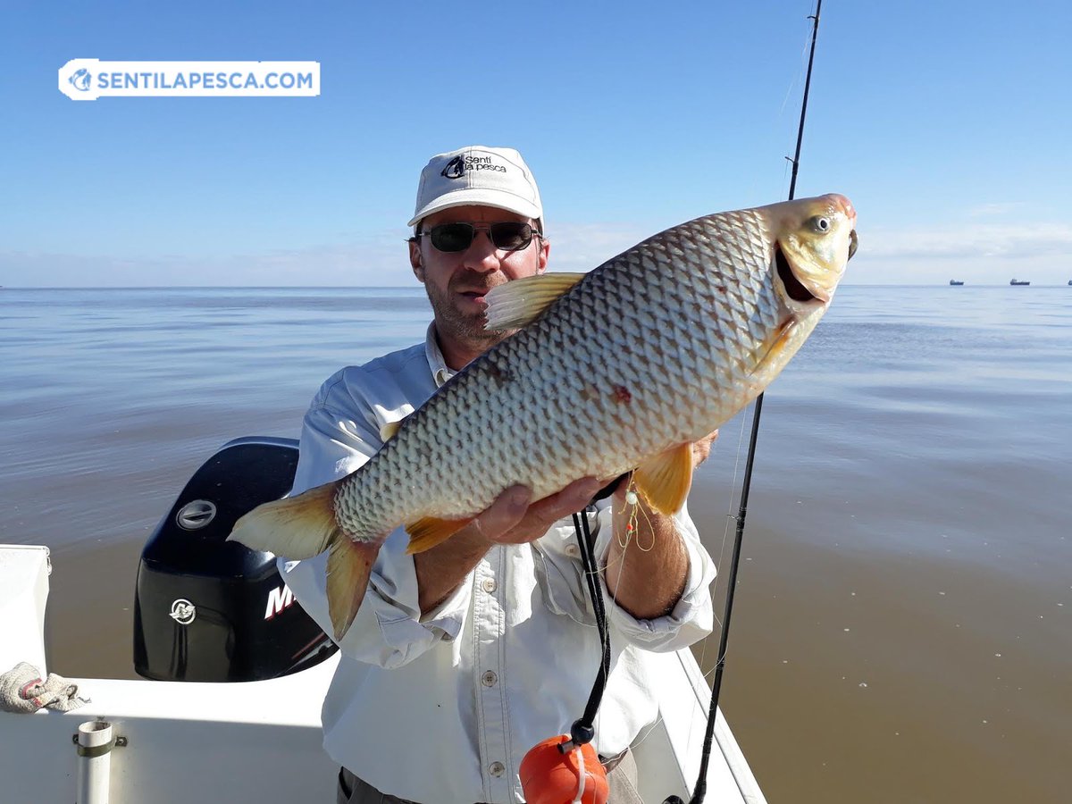 Sentilapesca's tweet photo. INFORMES #BERISSO | La idea era relevar el #pejerrey como como el viento era nulo, por la mañana decidimos hacer una parada en los palos, en 3 horas las #bogas nos comieron vivos, varios dobletes
.
#pescadeportiva #pescaembarcada #bogones #malecones #riodelaplata #sentilapesca https://t.co/H5D6xFXglk