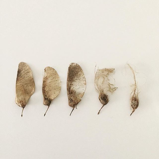 madebyand's tweet photo. #andmadelikes #keys #ash #list
#walkabout #lisbon #riverside #slowliving
these #ashkeys were about 7cm long - i couldn’t resist a little #collection - reminds me of the nature walks we had at junior school - we had a nature table where we could display t… https://t.co/tWv9bGORjk https://t.co/G0A88lqxTr