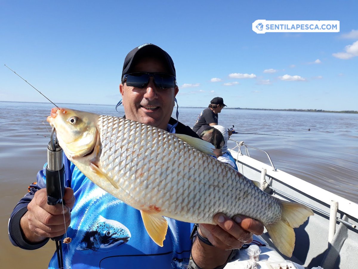 Sentilapesca's tweet photo. INFORMES #BERISSO | La idea era relevar el #pejerrey como como el viento era nulo, por la mañana decidimos hacer una parada en los palos, en 3 horas las #bogas nos comieron vivos, varios dobletes
.
#pescadeportiva #pescaembarcada #bogones #malecones #riodelaplata #sentilapesca https://t.co/H5D6xFXglk