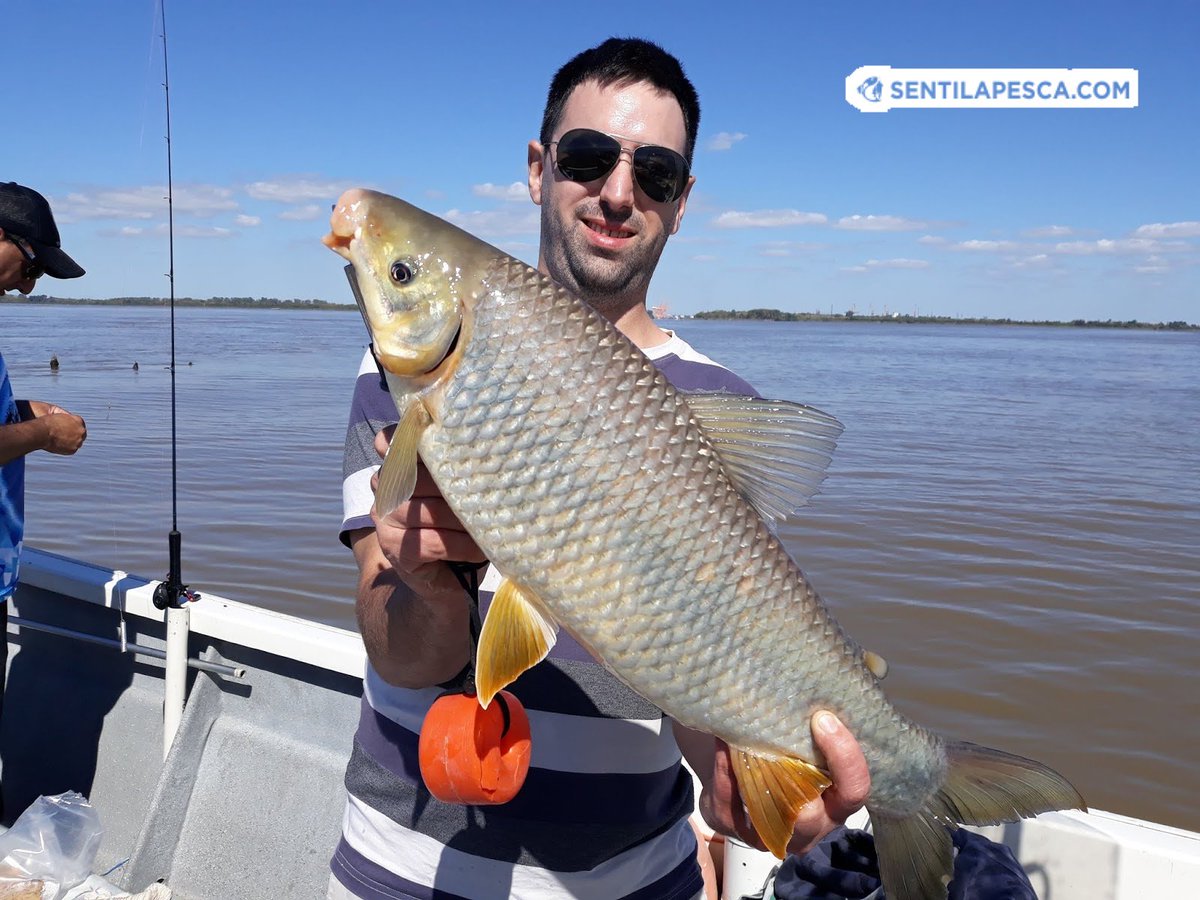 Sentilapesca's tweet photo. INFORMES #BERISSO | La idea era relevar el #pejerrey como como el viento era nulo, por la mañana decidimos hacer una parada en los palos, en 3 horas las #bogas nos comieron vivos, varios dobletes
.
#pescadeportiva #pescaembarcada #bogones #malecones #riodelaplata #sentilapesca https://t.co/H5D6xFXglk