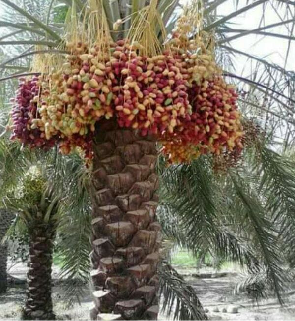 ICARDA's tweet photo. AWARDED SCIENCE: Development of 1000 Microsatellite Markers across the Date Palm (Phoenix dactylifera L.) Genome

This ICARDA research pioneered genetic analysis of date palm with students in #Aleppo, #Syria from 2009-10. Khalifa Award @KidpaAward in 2012

https://t.co/cAvsFiNbGg https://t.co/CA3HajOH6c