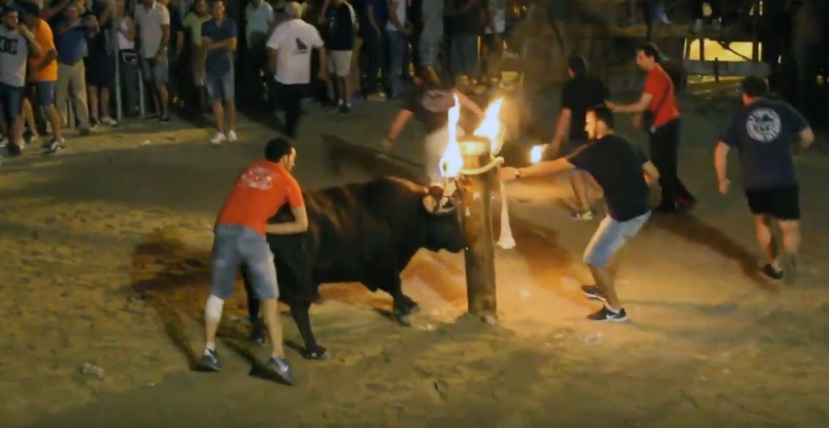 PSPV y PP rechazan juntos en el pleno la prohibición de los “bous al carrer” en el Grau de Castelló https://www.eldiario.es/_350bbb44