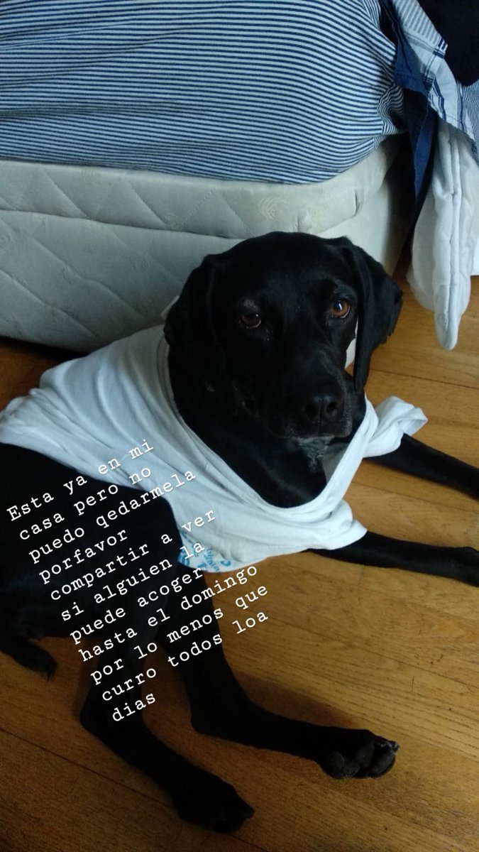 MASCOTOMARES's tweet photo. Tomares. Sport Aljarafe.
Encontrada perra labradora llamada  MORA con ojos marrones. Tiene collar y chip pero no responden al teléfono.
Está recogida pero solo por un tiempo.
Se necesita un lugar para ella mientras se localiza a su dueño.
¿Alguien la conoce o la está buscando? https://t.co/wEJmHVxjUt