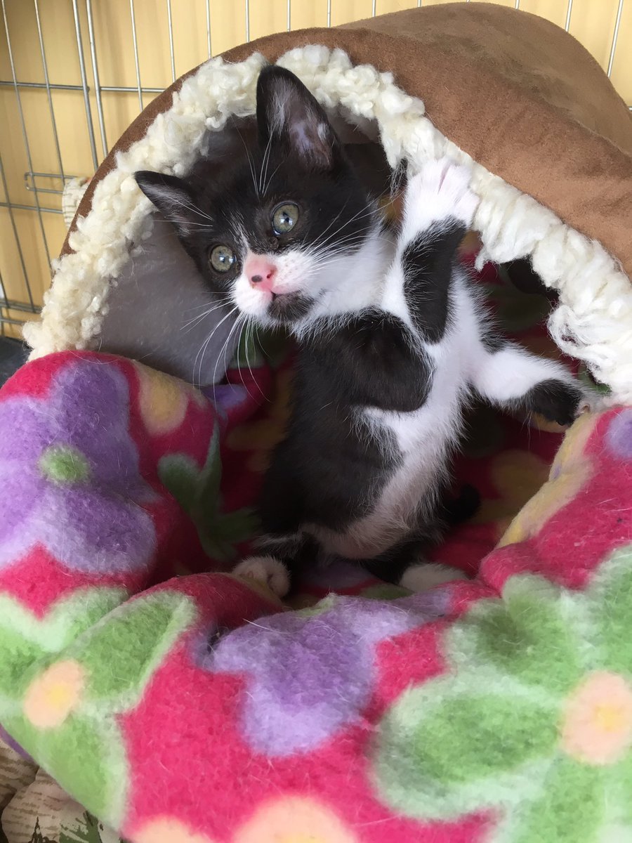 Con esta carita nos mira el pequeño Thunder cuando le contamos que los gatos-vaquitas son los que tienen unas de las tasas de #adopción más bajas! Con lo preciosos y maravillosos que son! Le ayudas a romper esa fea estadística con un RT si no puedes darle un hogar?