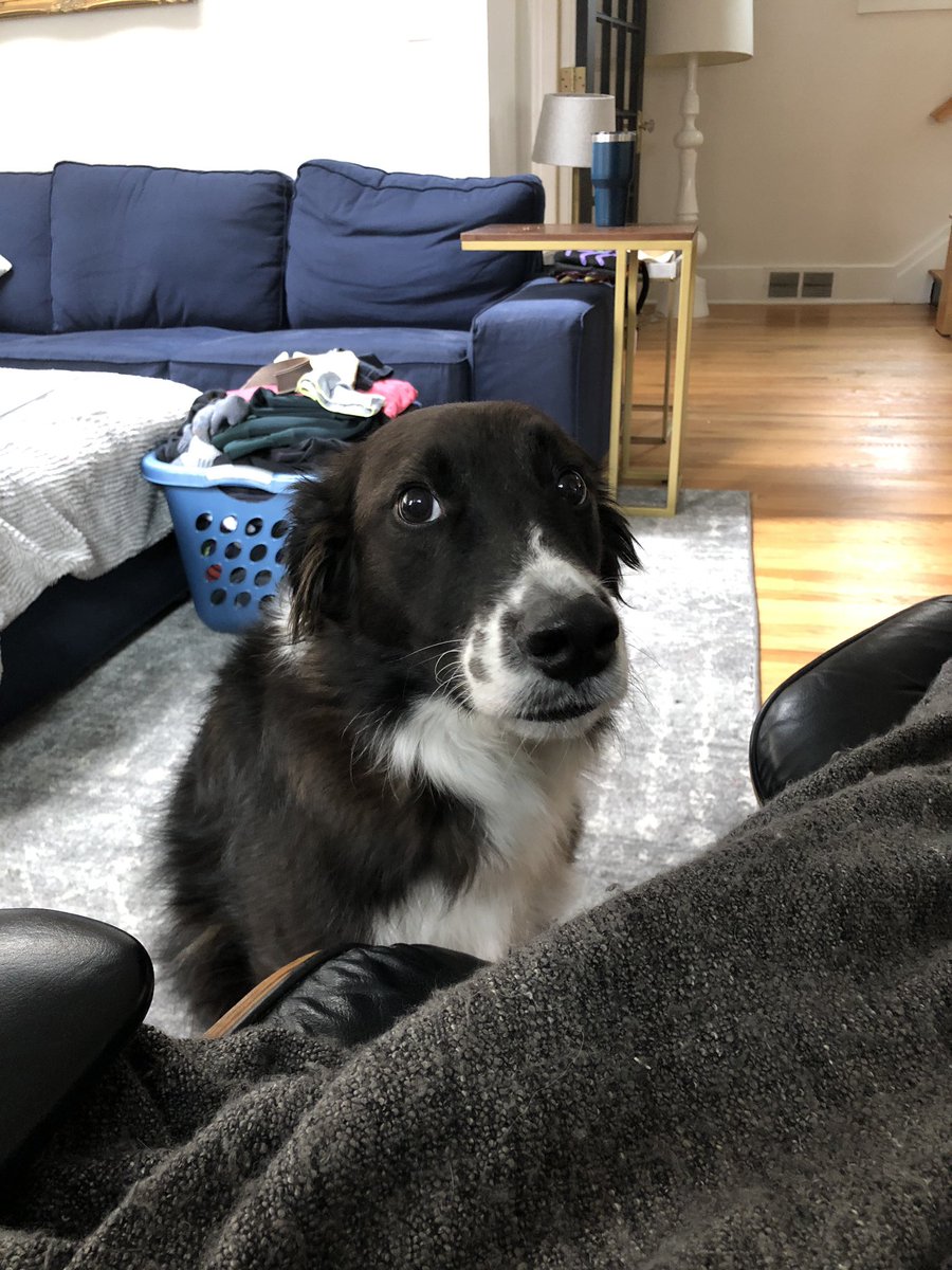 dog ate styrofoam cup