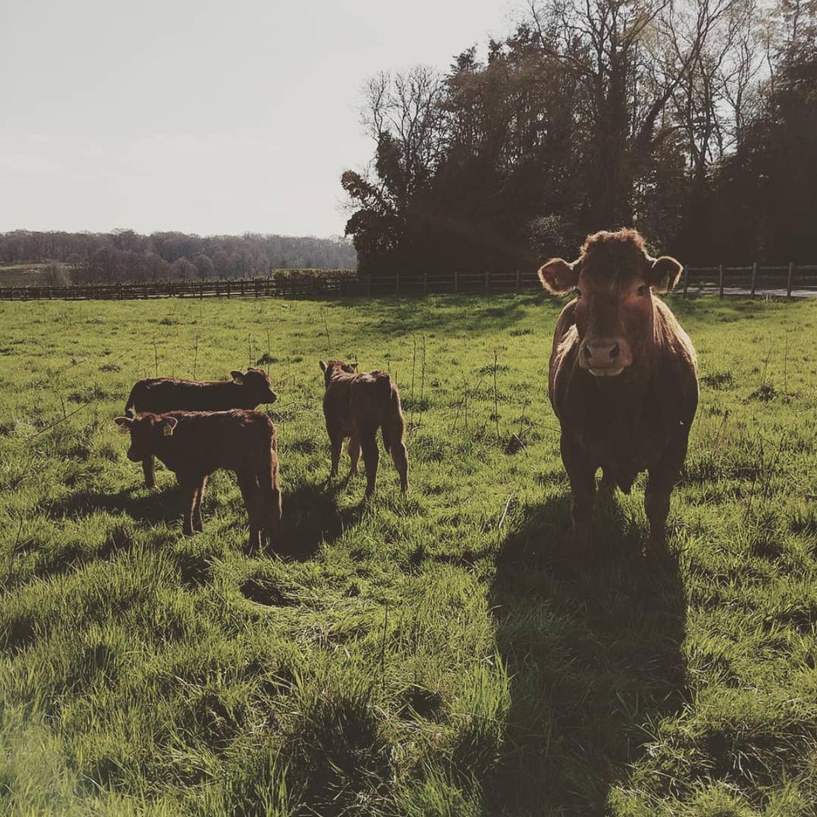 These cute cows have just moo-ved into the field next to the office! (How sweet are those little ones?!)

Just to let you know, we’ll be out of office over the Easter weekend. We hope you have a fantastic Easter Sunday and we’ll be back to normal hours on Tuesday!
#easter