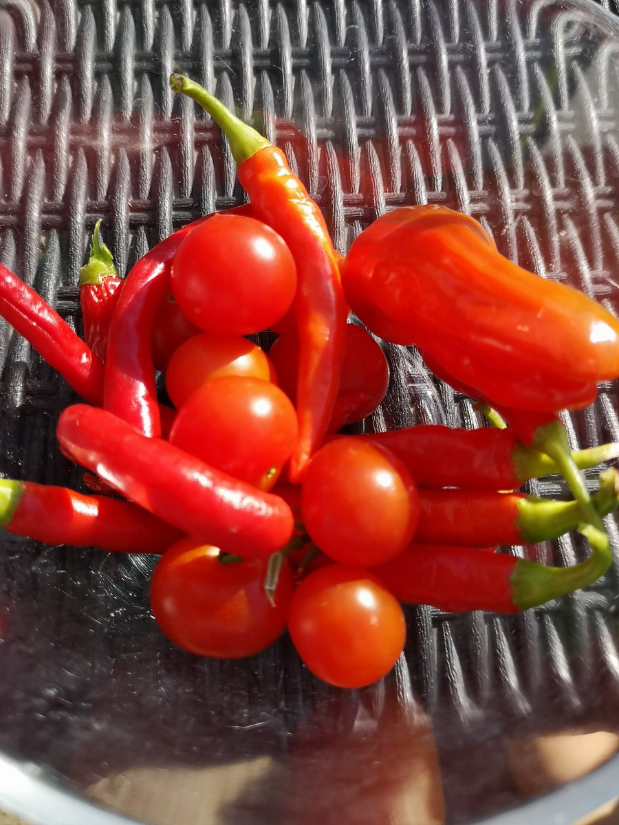 nwanyi_ocha's tweet photo. Time for our first harvest! I think it is so important for the kids to know where their food comes from and that it has taken time to grow. This way - they will appreciate more what is on their plate! #agroecology #bio #nopesticides https://t.co/mNEd7hFK8k