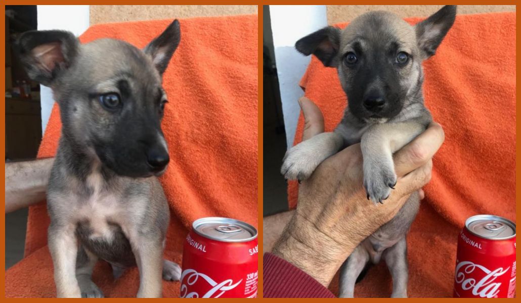 #Madrid
LULO cachorrete de 1,5meses MIX #Chihuahua(madre chihuahua,padre desconocido)
Fruto de camada indeseada e irresponsable en busca de hogar en #adopcion
Es un cachorrete alegre,sociable y algo dormilón,de adulto rondará los 6kg
#cachorros
#adopta
📩facenuevavida@gmai.com