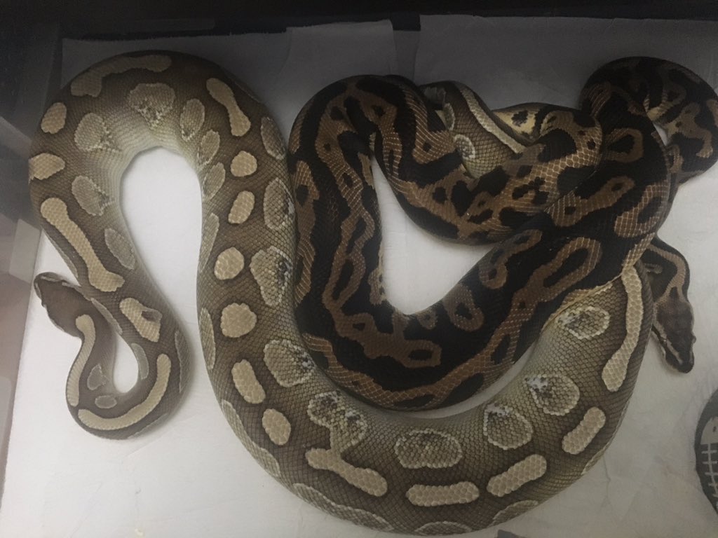 joereptileguy's tweet photo. Don’t you just love walking into the reptile room in the morning to find a good lock. Can’t wait for this clutch.. https://t.co/D383rJ0JjS