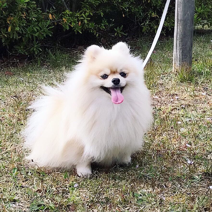2tightKeiko's tweet photo. 今日のご機嫌ぷりんとฅ՞•ﻌ•՞ฅﾜﾝ♥、
#お客様フットネイル
そろそろフットネイルも楽しむ季節がやって来ますね💖
#エメラルドグリーンネイル
#キラキラネイル
#看板犬
#ポメラニアン
#ポメラニアン女の子 https://t.co/4bJ9HQSHMb