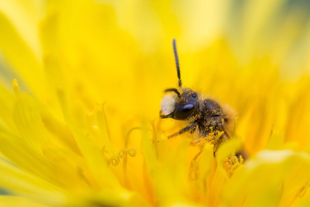 Laat paardenbloemen staan en de wilde bijen, zoals deze goudpootzandbij, zijn je dankbaar 🐝