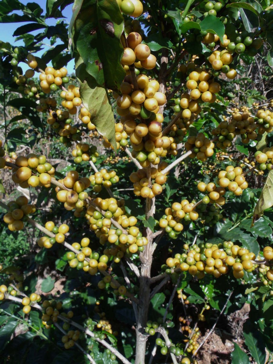 The Fascinating History and Renewal of Brazil's Yellow Bourbon dailycoffeenews.com/2019/04/18/the…