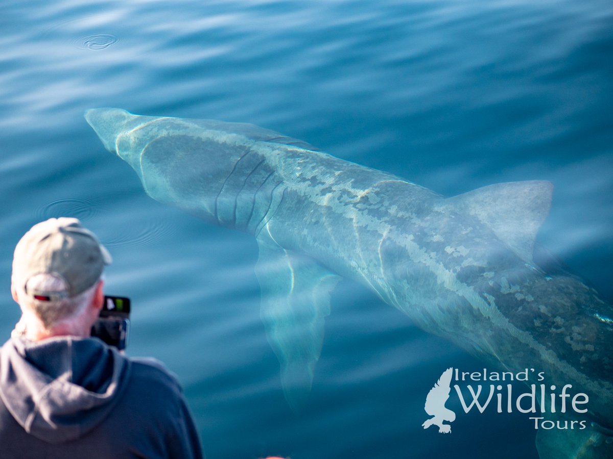 Basking #sharks and #humpback #whales are back off the West Cork coast with the first records of both reported over the last week. I can't wait to share moments like these (from 2018) with guests on our tours this year! #wildlifeholidays #wildlifebreaks #wildatlanticway #Ireland