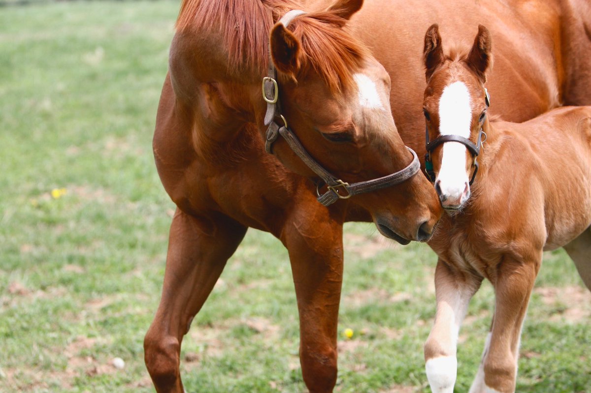 Love this time of year #springtime #foalingseason