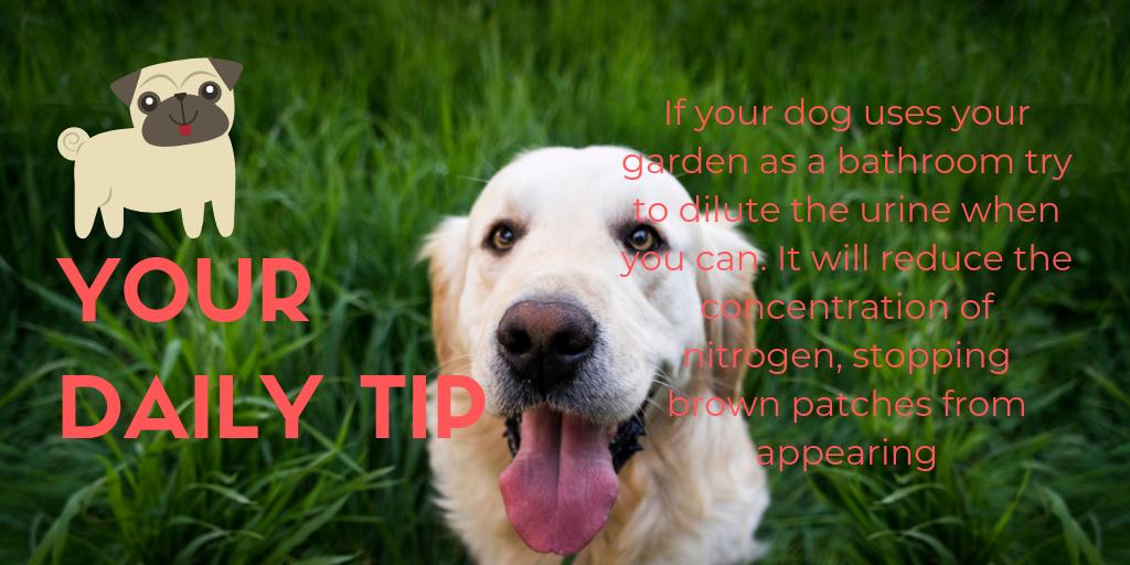 Lawntechuk's tweet image. Here&apos;s one before we all take off for our long bank holiday weekend! Hope you all enjoy yourselves this weekend! #lawntech #lawncare #gardeningtips #dailytips