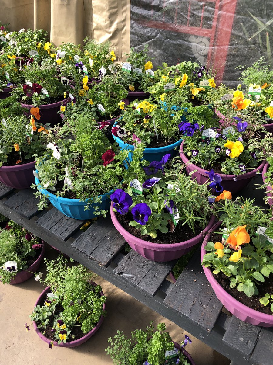 GreenhouseNs's tweet photo. Say hello to spring at @BloomGardenCtr in #Halifax. They have forced branches, pots of bulbs and plenty of herbs and pansy planters to brighten up your home for Easter weekend. https://t.co/LcxNopg7Kx