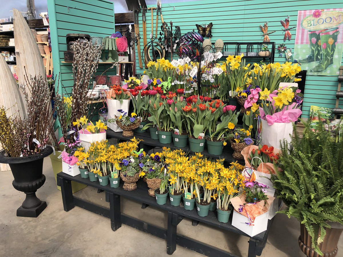 GreenhouseNs's tweet photo. Say hello to spring at @BloomGardenCtr in #Halifax. They have forced branches, pots of bulbs and plenty of herbs and pansy planters to brighten up your home for Easter weekend. https://t.co/LcxNopg7Kx