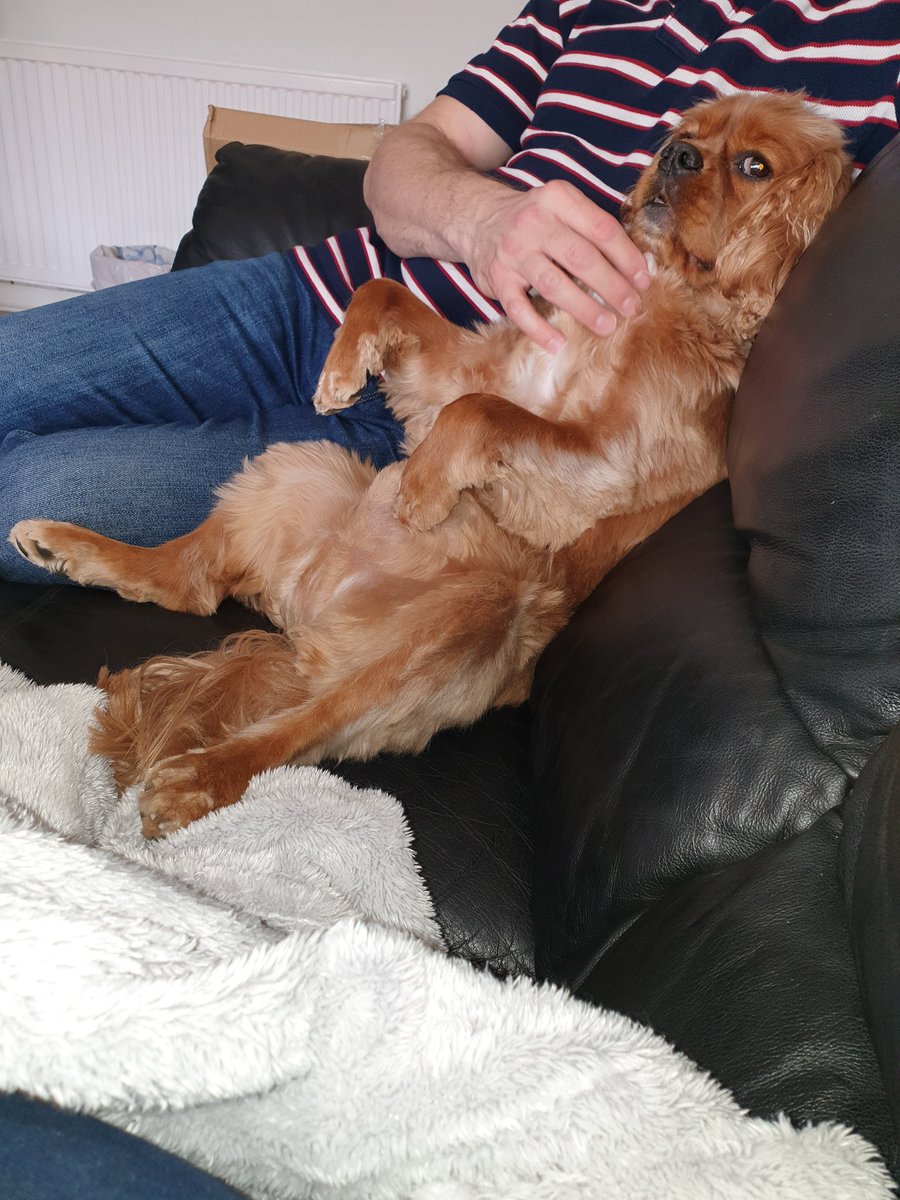 chester_friends's tweet photo. Daddy surprised us and came home early! So I demand he tickles my chin and belly before he does anything else #divademands #bellyrubs 😂😂 https://t.co/pz4m0iv5bB