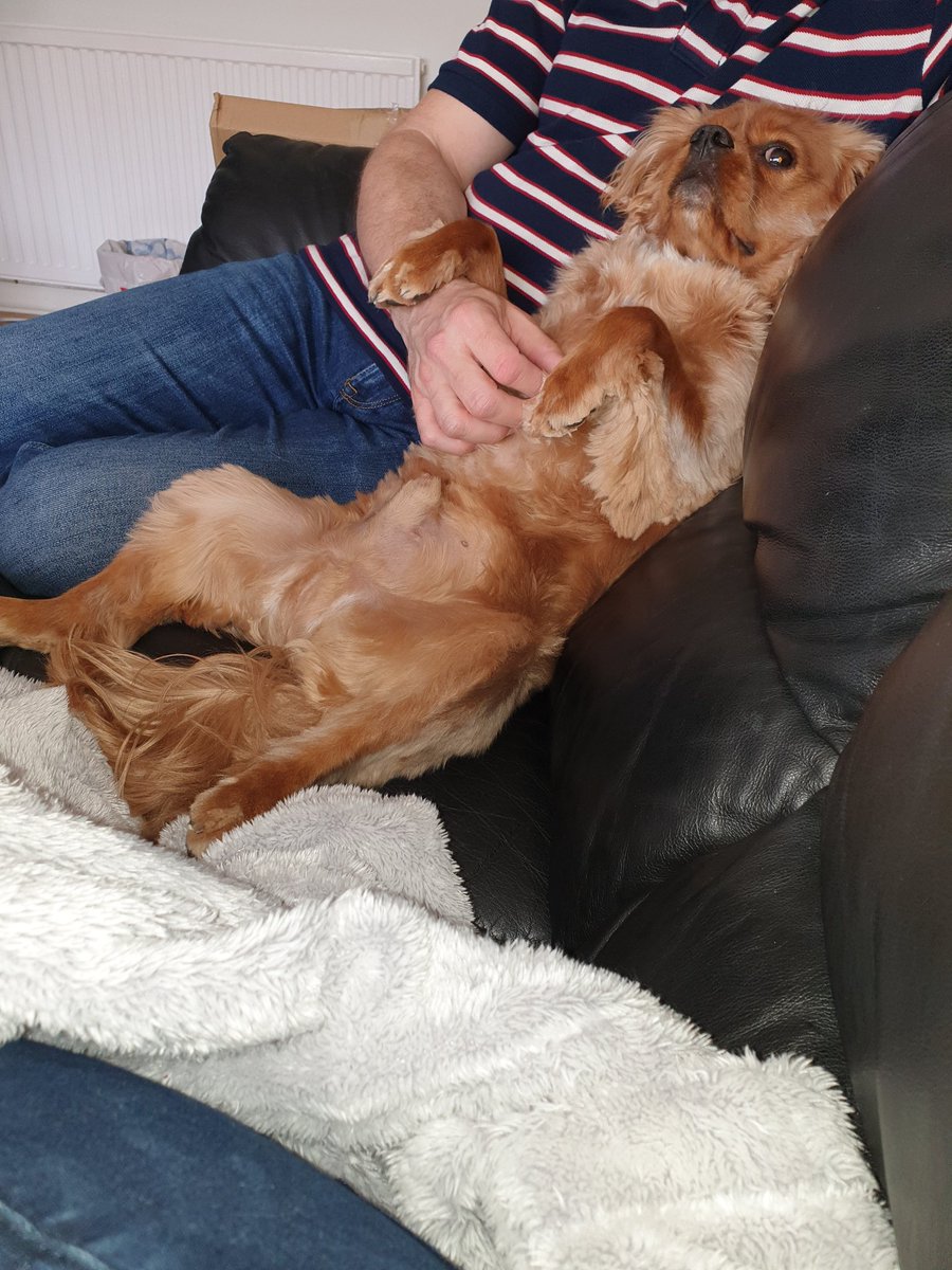 chester_friends's tweet photo. Daddy surprised us and came home early! So I demand he tickles my chin and belly before he does anything else #divademands #bellyrubs 😂😂 https://t.co/pz4m0iv5bB