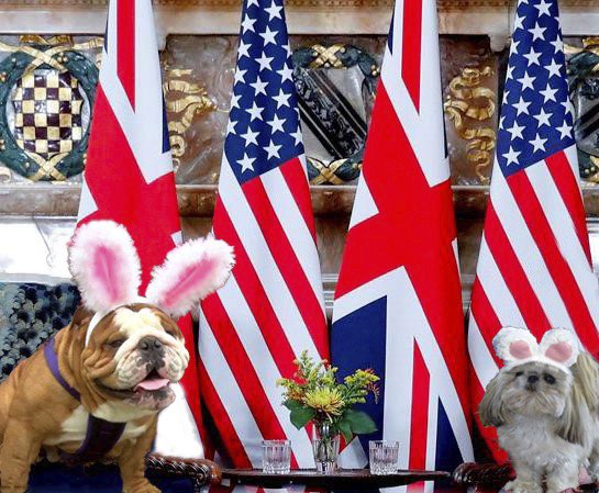PetalFor's tweet photo. Today I met with Henri, my US counterpart and winner of the @CadburyUSA election for #EasterBunny2019 across the pond. 1/2
@CadburyUK #henri #pawsacrossthepond #petalforeasterbunny2019 @Timeforpaws @TheLondog https://t.co/pDohqUGvKi