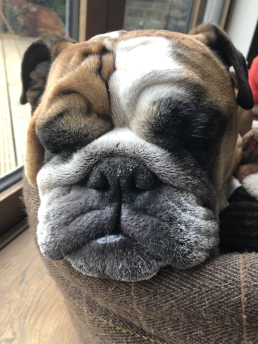 BulldogBarkley's tweet photo. Thursday is always my sleepy day.. 😴 #AndMonday #AndTuesday #And.. https://t.co/HFt7zIAO9h