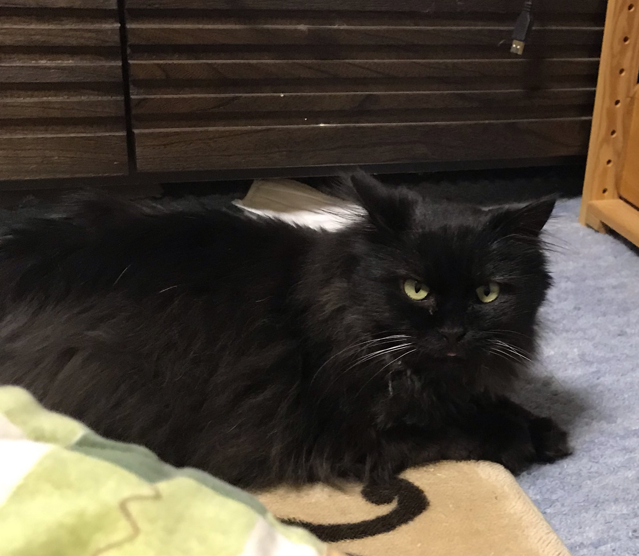 保護猫カフェ Aro Hogonecocafearo Twitter