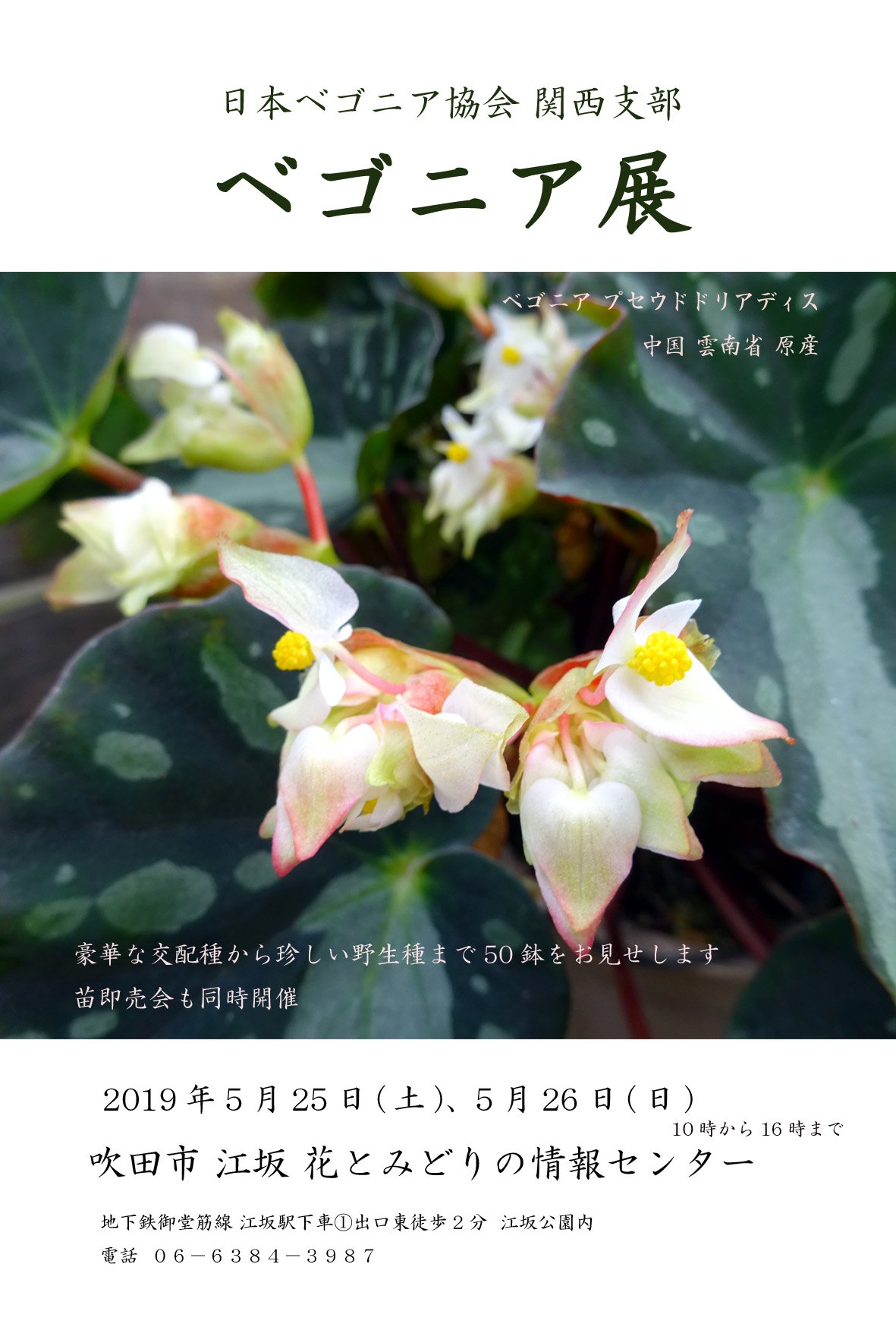 よしだ２号 今年もやります ベゴニア展 5 25 土 5 26 日 10時から16時まで 江坂 花とみどりの情報センター 入場無料 苗販売あり 主催 日本ベゴニア協会関西支部 拡散よろしくお願い致します ベゴニア Begonia 熱帯植物 雨林植物 珍奇植物 観葉