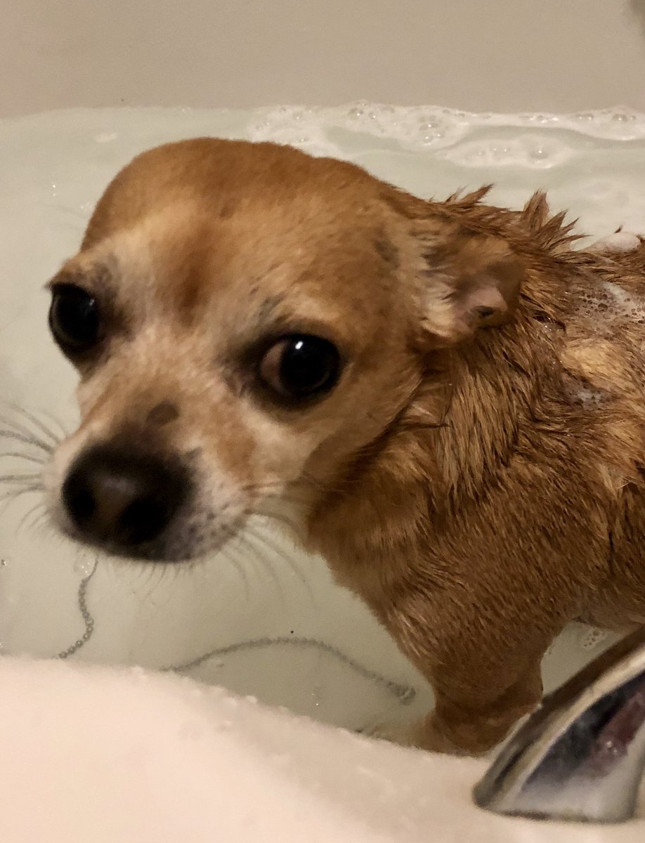 LouisMac9's tweet photo. Send. Help. Now. Why am I the only one having the water torture anyway? #harsh #teatreeshampoo https://t.co/pusXB9eCZk