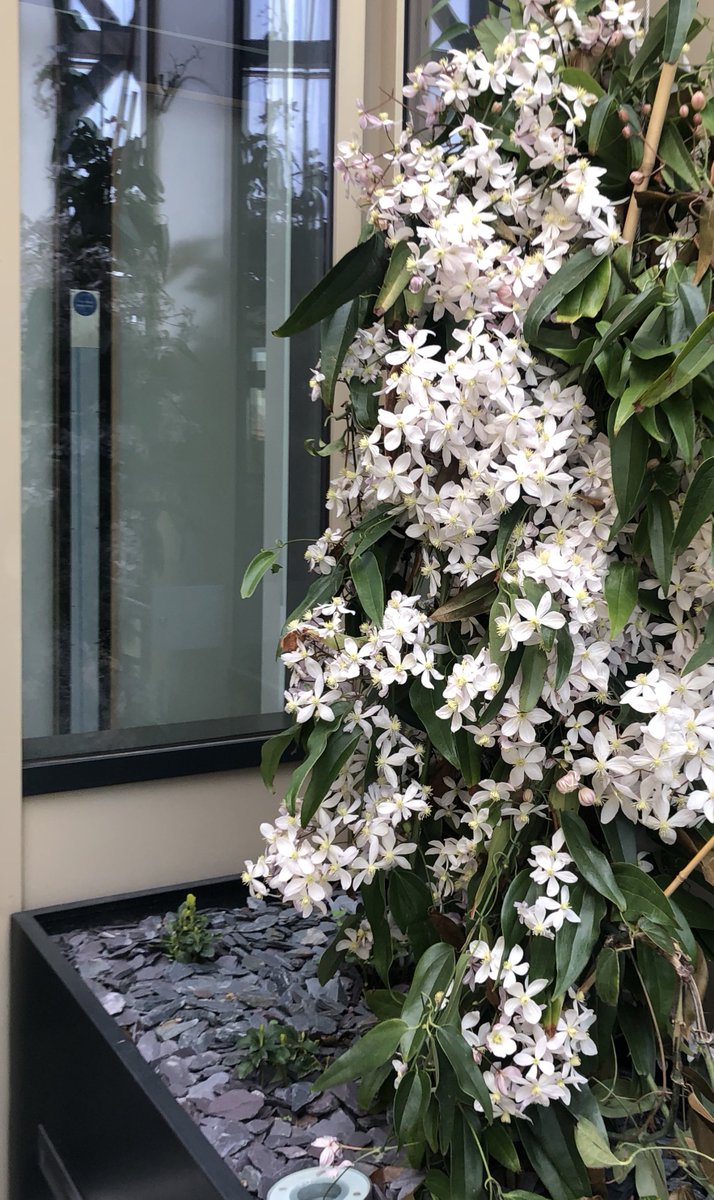 Spring is upon us at #VAUX, with our courtyard planters blooming beautifully