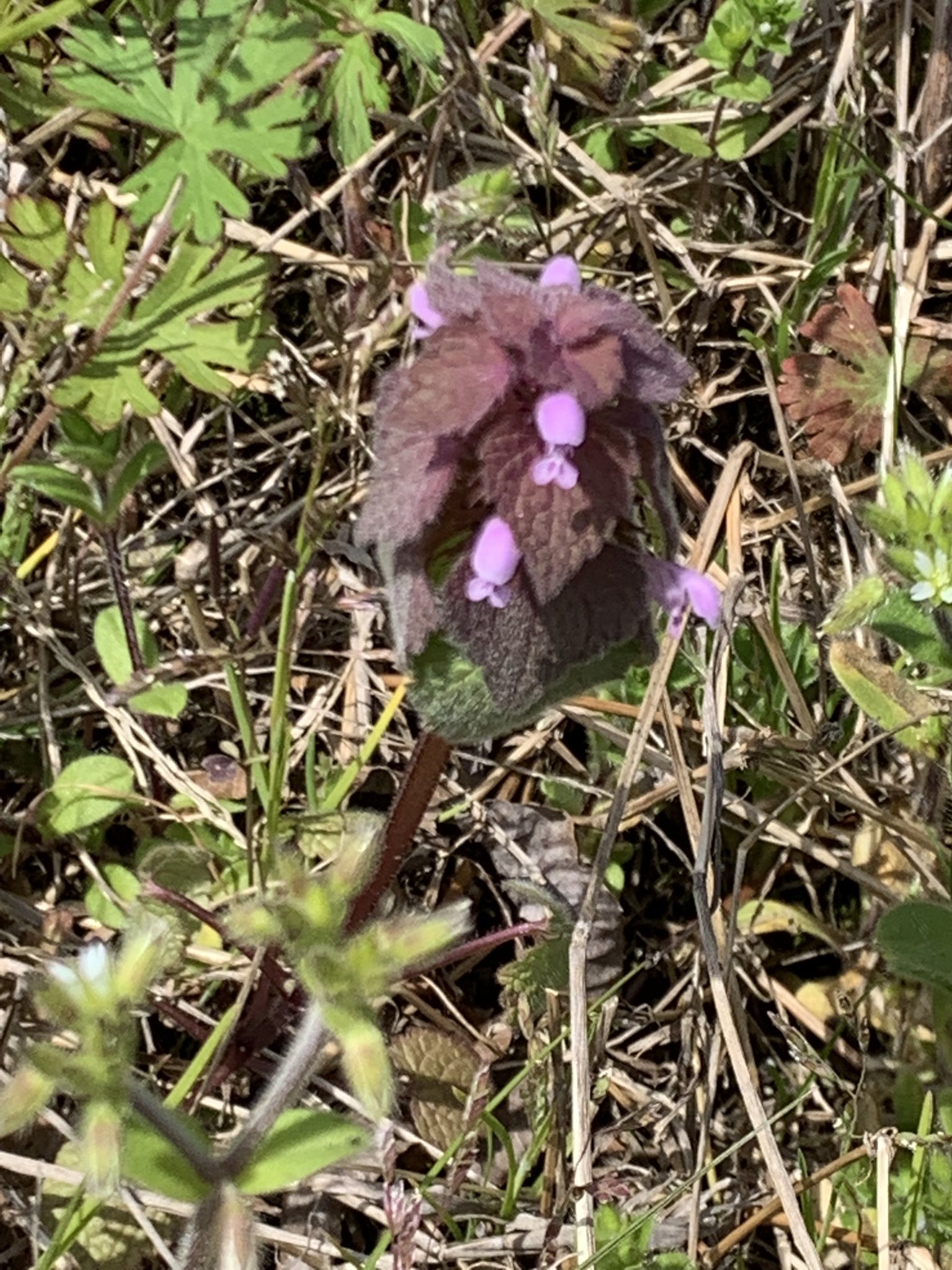 トモキ そういえば 小学生の頃登下校にツツジの花の蜜を吸ってた ってのはよく聞くけど 私はこの花の蜜吸ってたし周りも吸ってたんですよね 私のとこだけですかね 他にも吸ってた人いるんですかね T Co Jj58u67shu Twitter