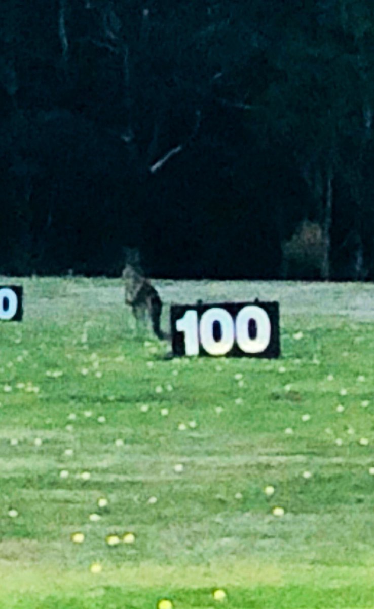 Aus_istan's tweet photo. Had a visitor at the range today. #GolfaRoo https://t.co/6fonLdwNvS