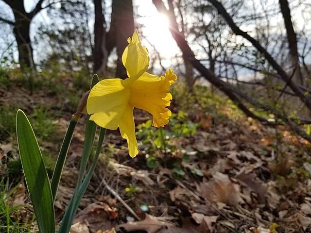 PCCravings's tweet photo. Good morning and hello springtime!
.
.
.
#flowers #beautiful #beauty #homesweethome #hiking #hike #exploring #rockyriver #rockyriverreservation #clevelandmetroparks #nature #lakewoodohio #walking #strollingthroughthepark #spring #flower #beautifulday #bestpartofmyday #yellow… https://t.co/YHNkAA3MoK